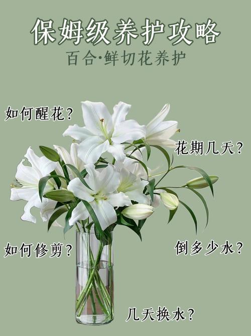 百合花开完花后怎么办，百合花开完花之后怎么养-第5张图片-优品飞百科