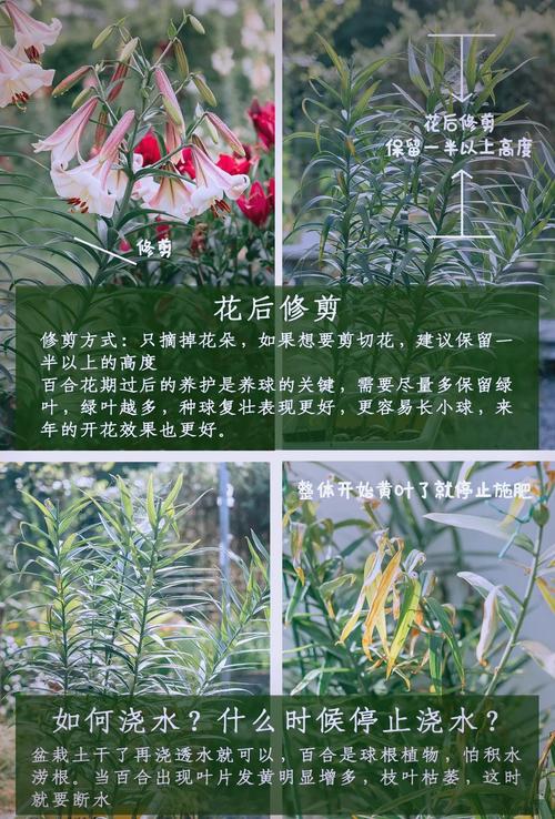 百合花开完花后怎么办，百合花开完花之后怎么养-第6张图片-优品飞百科