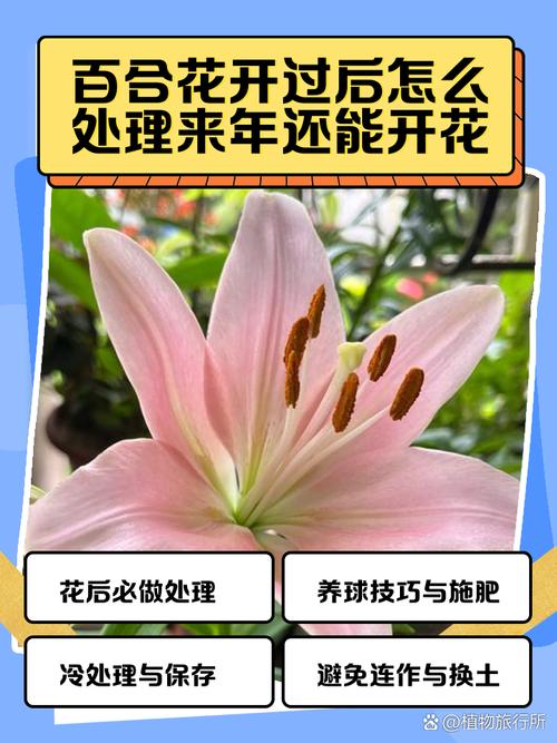 百合花开完花后怎么办，百合花开完花之后怎么养-第7张图片-优品飞百科