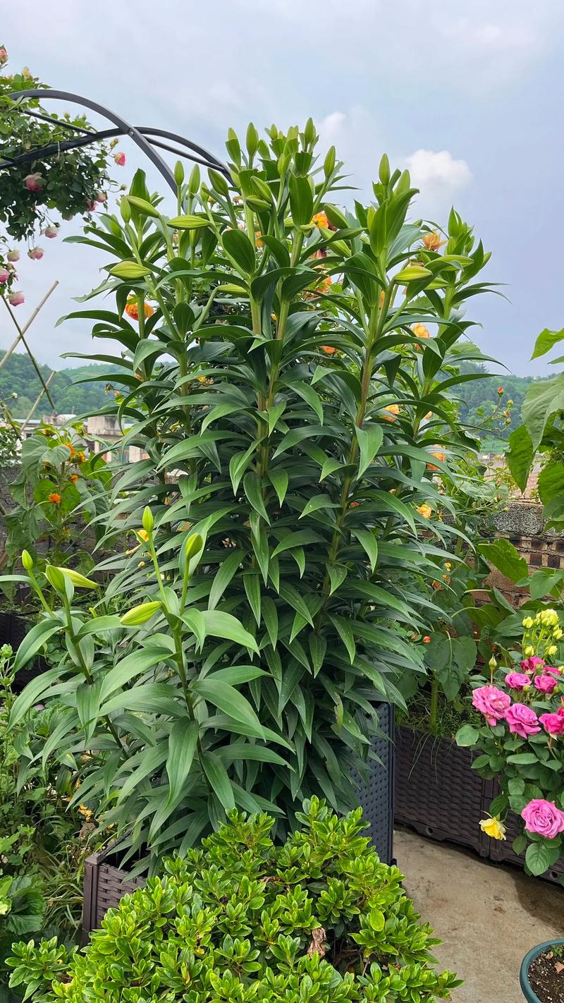 百合花开完花后怎么办，百合花开完花之后怎么养-第8张图片-优品飞百科