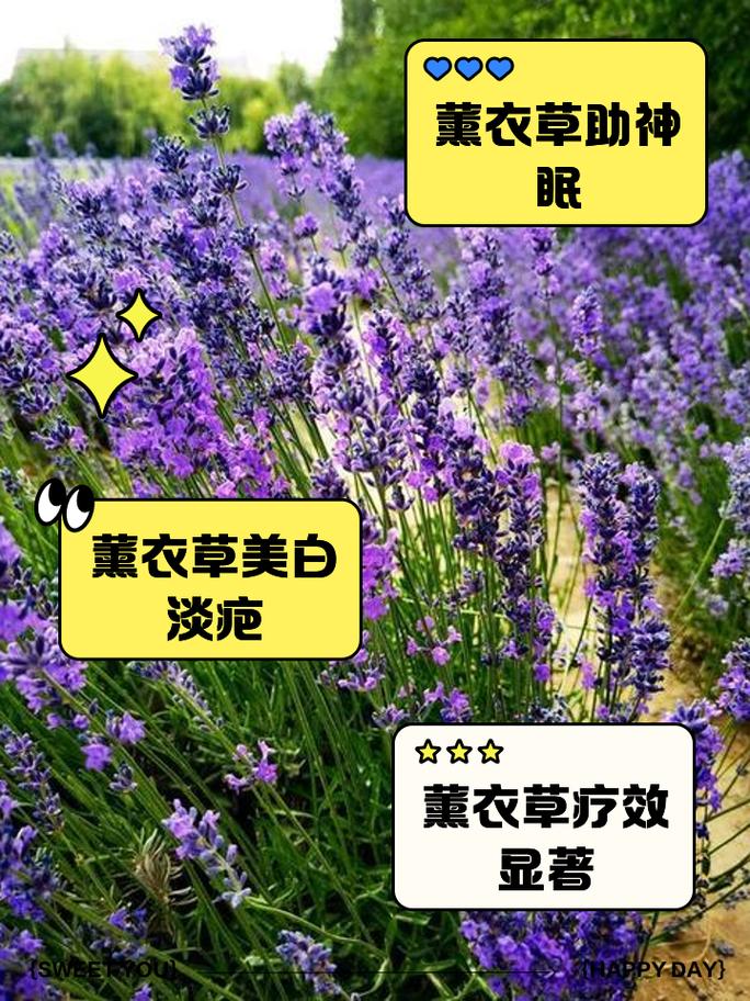 新买的薰衣草怎么养？薰衣草买回来怎么保存？