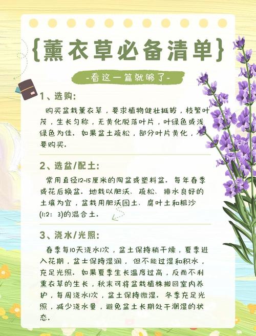 新买的薰衣草怎么养？薰衣草买回来怎么保存？-第2张图片-优品飞百科