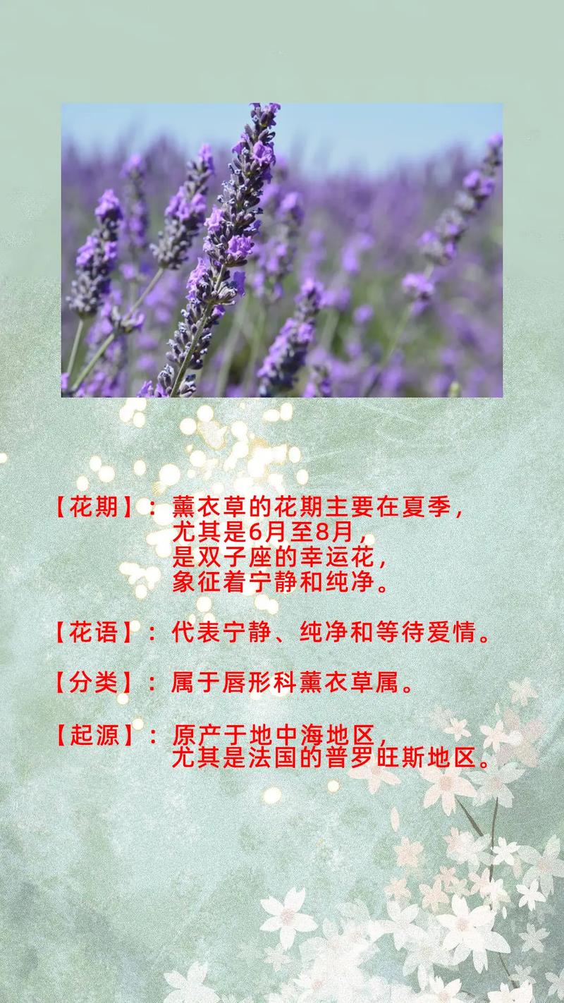 新买的薰衣草怎么养？薰衣草买回来怎么保存？-第3张图片-优品飞百科