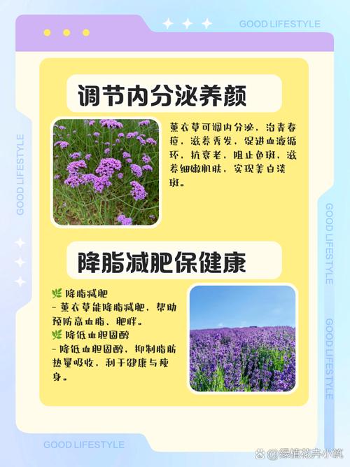 新买的薰衣草怎么养？薰衣草买回来怎么保存？-第5张图片-优品飞百科