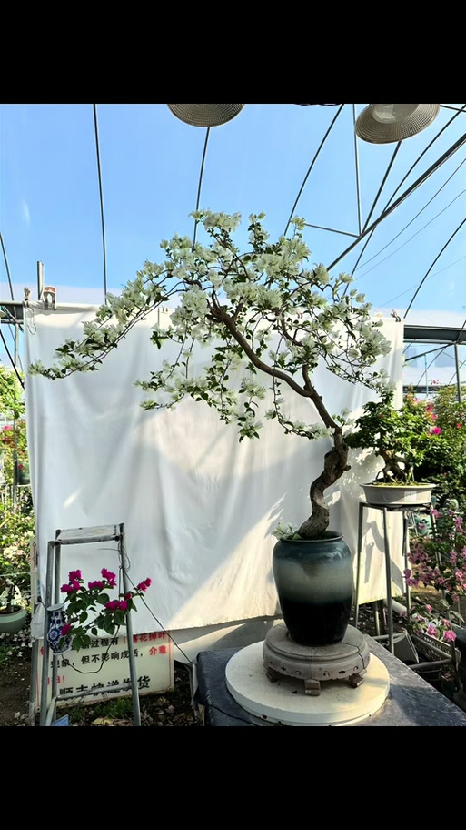 白雪姬的种植方法和注意事项，白雪姬的种植方法和注意事项有哪些？-第1张图片-优品飞百科