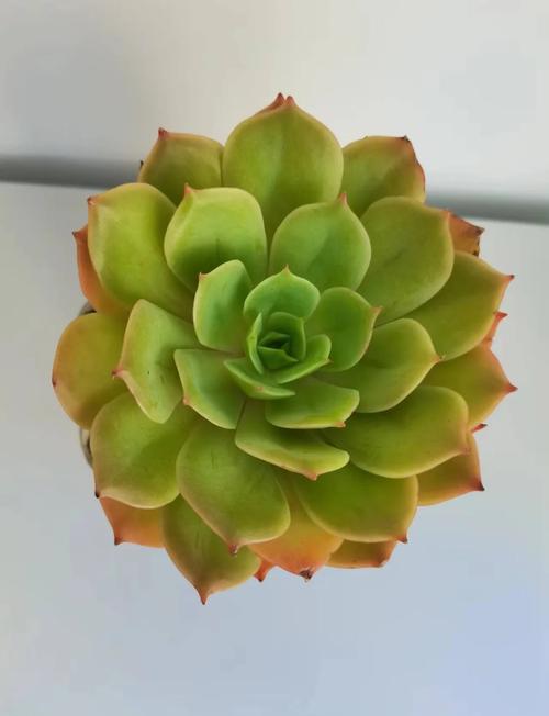 白雪姬的种植方法和注意事项，白雪姬的种植方法和注意事项有哪些？-第2张图片-优品飞百科