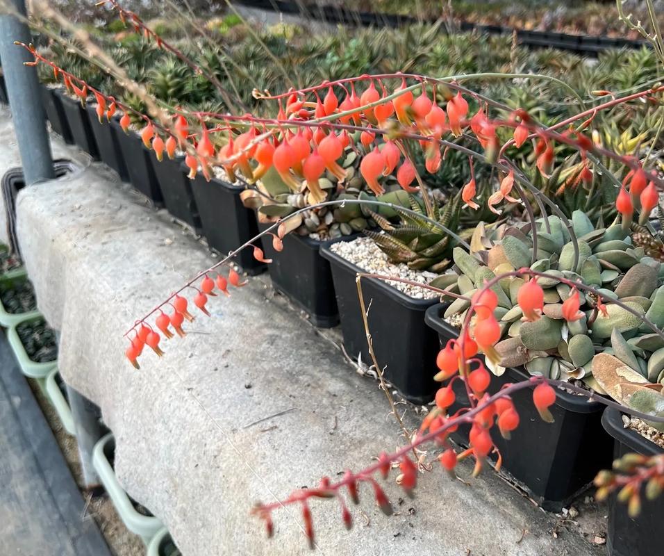 白雪姬的种植方法和注意事项，白雪姬的种植方法和注意事项有哪些？-第3张图片-优品飞百科