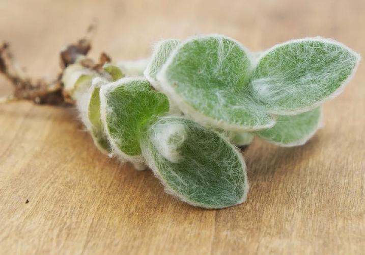 白雪姬的种植方法和注意事项，白雪姬的种植方法和注意事项有哪些？-第4张图片-优品飞百科