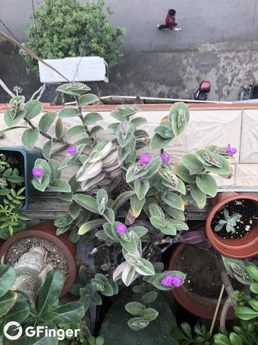 白雪姬的种植方法和注意事项，白雪姬的种植方法和注意事项有哪些？-第6张图片-优品飞百科