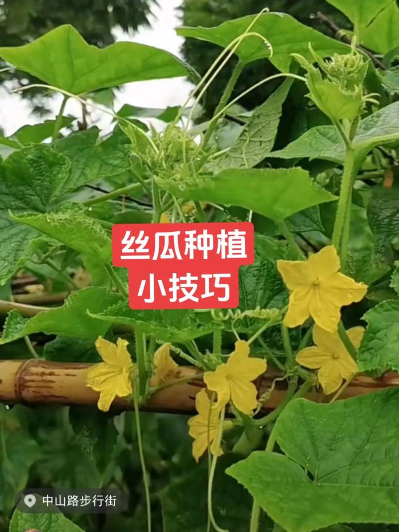 丝瓜如何压蔓？丝瓜压蔓的好处？