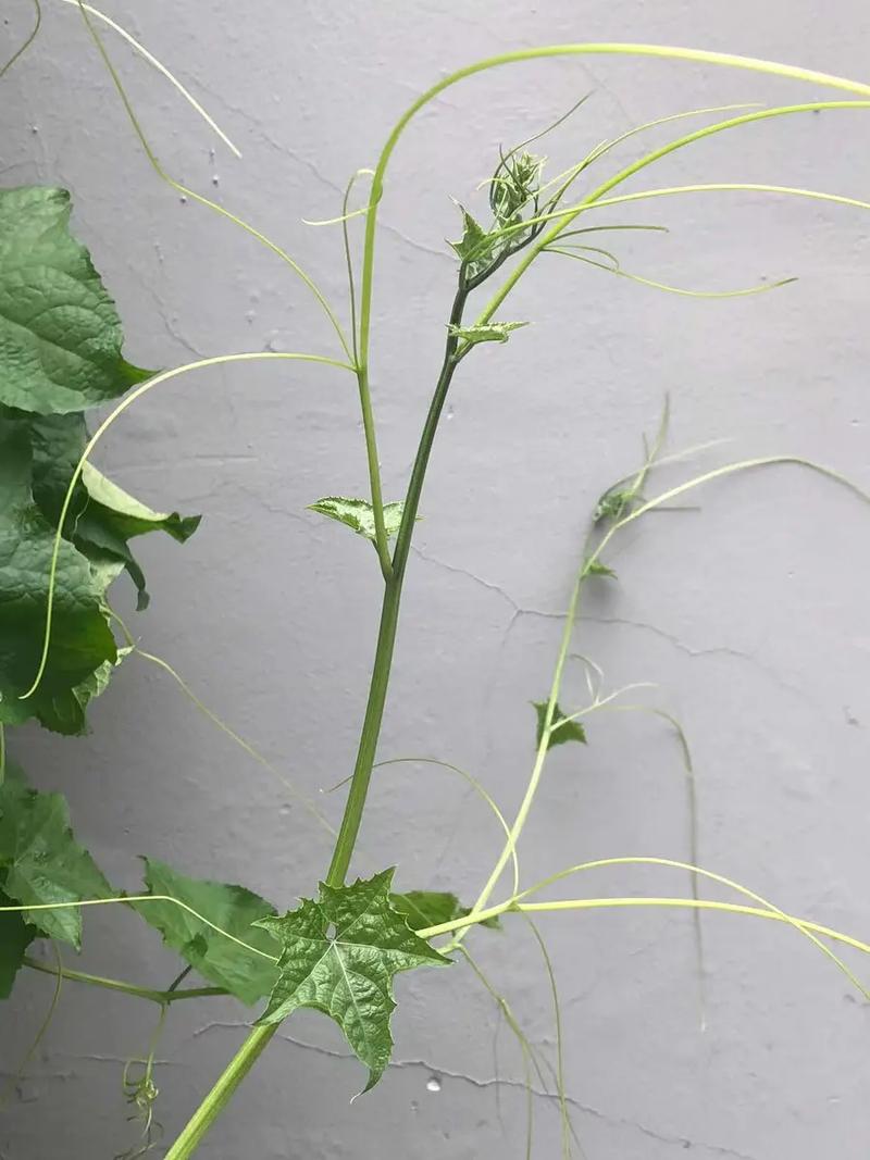 丝瓜如何压蔓？丝瓜压蔓的好处？-第2张图片-优品飞百科