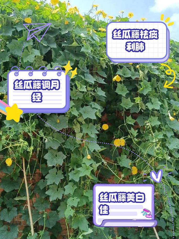 丝瓜如何压蔓？丝瓜压蔓的好处？-第3张图片-优品飞百科