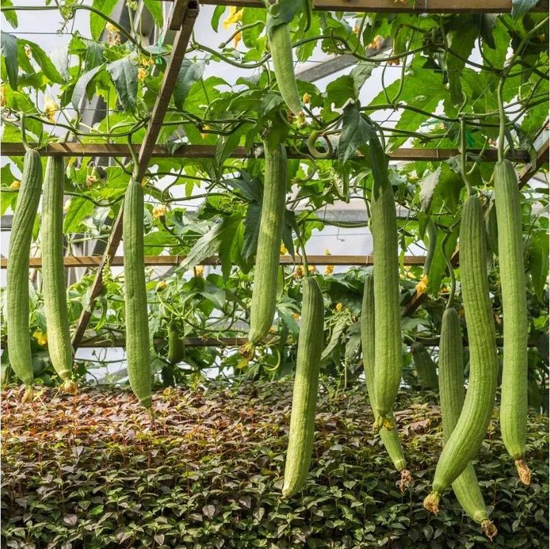 丝瓜如何压蔓？丝瓜压蔓的好处？-第4张图片-优品飞百科