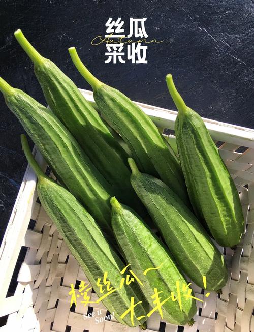 丝瓜如何压蔓？丝瓜压蔓的好处？-第5张图片-优品飞百科