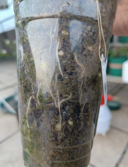 三角梅扦插如何生根快？三角梅扦插快速生根方法？-第2张图片-优品飞百科