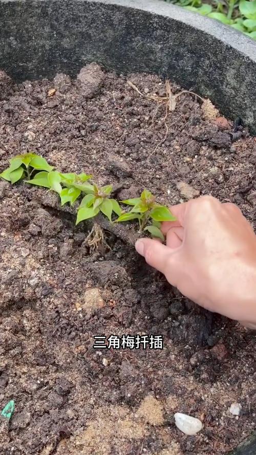 三角梅扦插如何生根快？三角梅扦插快速生根方法？-第3张图片-优品飞百科