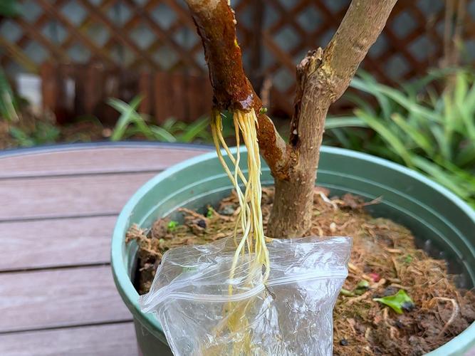 三角梅扦插如何生根快？三角梅扦插快速生根方法？-第5张图片-优品飞百科