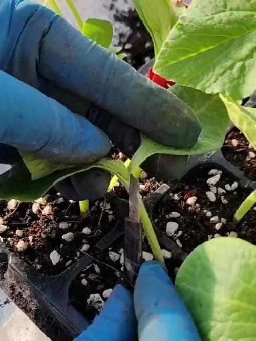 甜瓜怎么育苗？甜瓜怎么育苗视频？