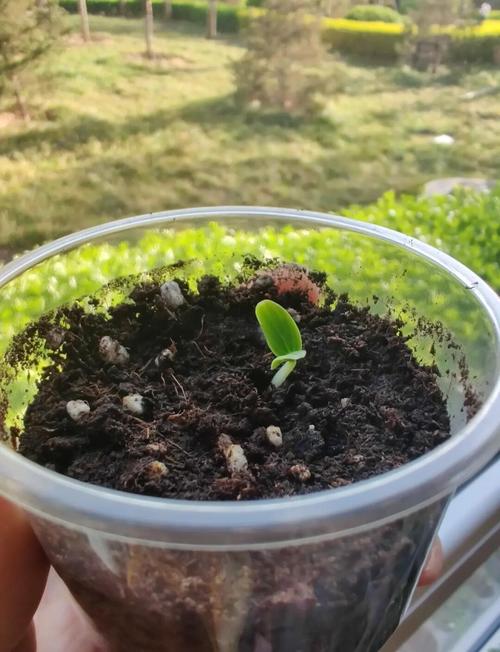 甜瓜怎么育苗？甜瓜怎么育苗视频？-第2张图片-优品飞百科