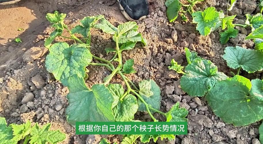 甜瓜怎么育苗？甜瓜怎么育苗视频？-第3张图片-优品飞百科