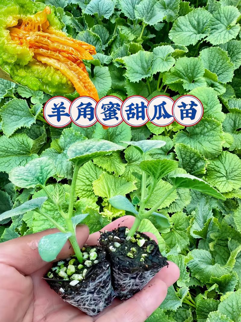 甜瓜怎么育苗？甜瓜怎么育苗视频？-第4张图片-优品飞百科