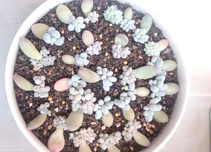 这5种“叶插”植株，叶插是什么