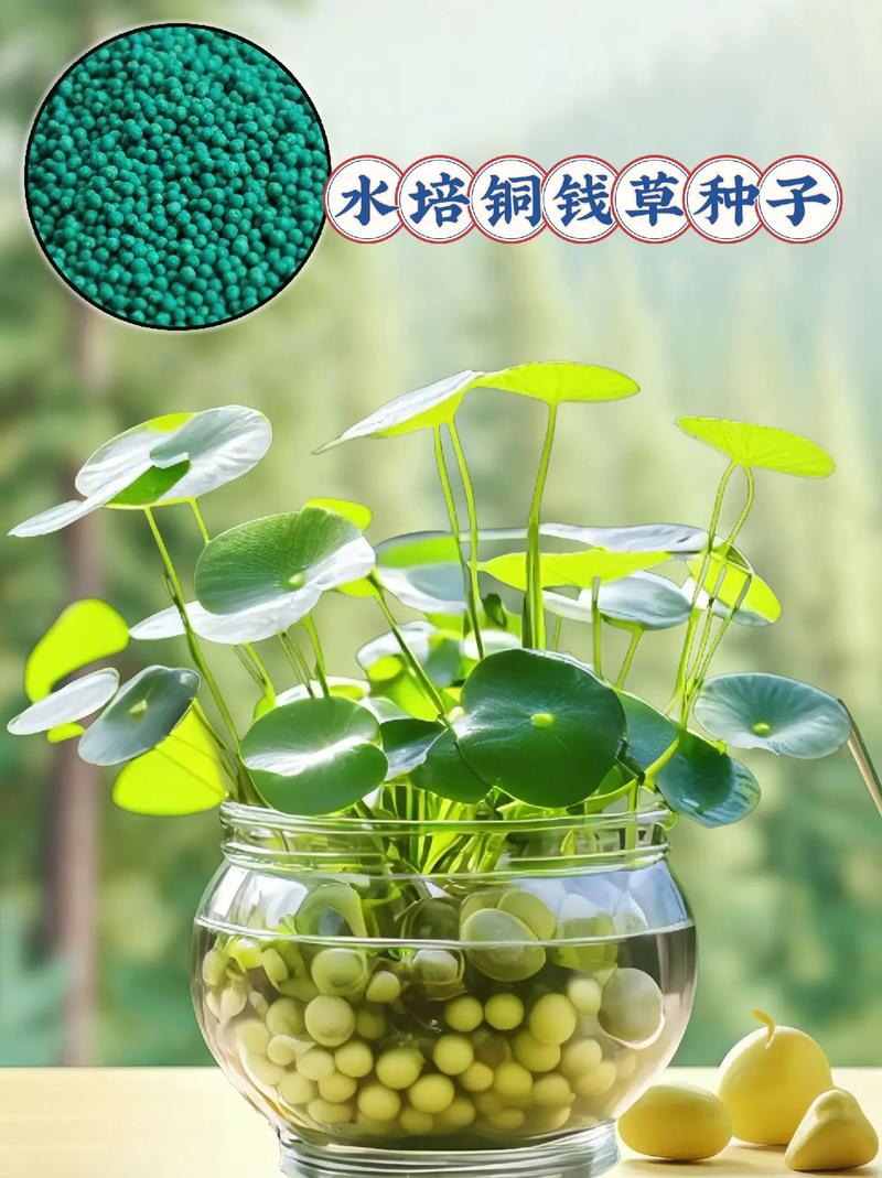 铜钱草水培方法,铜钱草水培方法全过程图-第1张图片-优品飞百科 铜钱草水培方法,铜钱草水培方法全过程图-第1张图片-优品飞百科