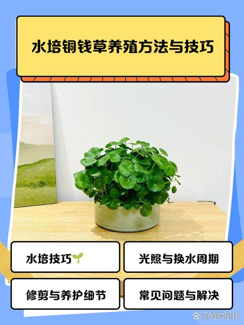 铜钱草水培方法,铜钱草水培方法全过程图-第2张图片-优品飞百科 铜钱草水培方法,铜钱草水培方法全过程图-第2张图片-优品飞百科