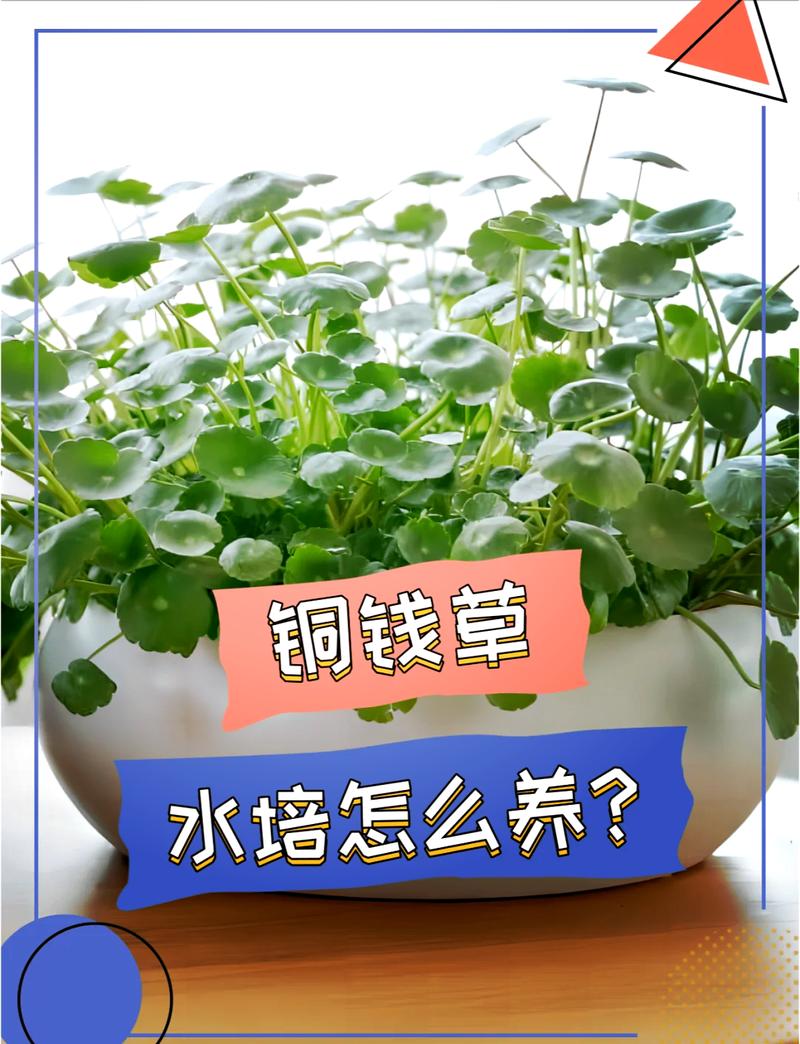 铜钱草水培方法,铜钱草水培方法全过程图-第3张图片-优品飞百科 铜钱草水培方法,铜钱草水培方法全过程图-第3张图片-优品飞百科