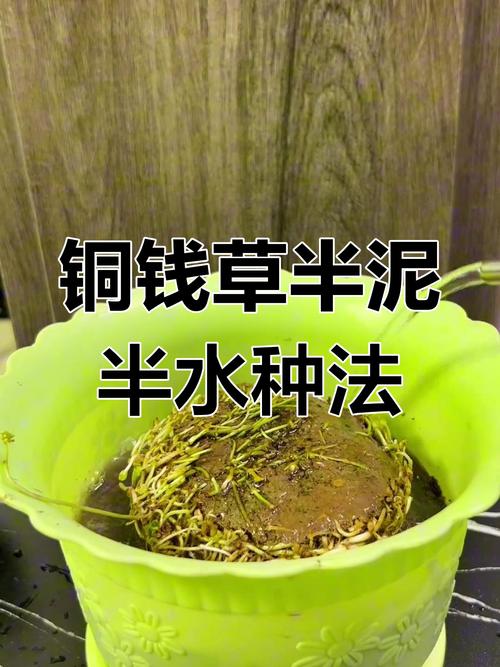 铜钱草水培方法,铜钱草水培方法全过程图-第5张图片-优品飞百科 铜钱草水培方法,铜钱草水培方法全过程图-第5张图片-优品飞百科