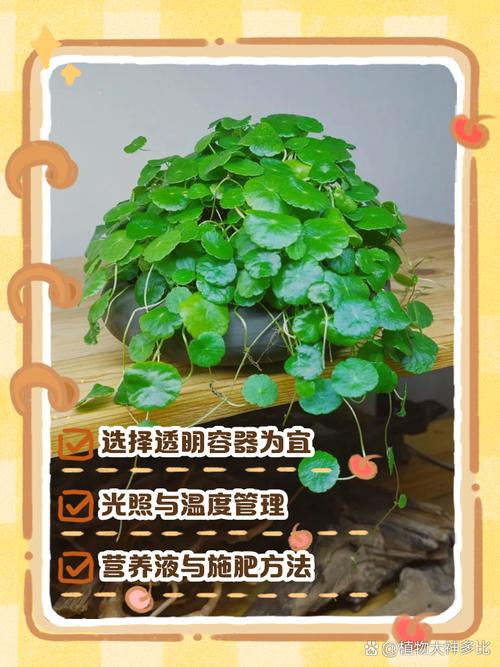 铜钱草水培方法,铜钱草水培方法全过程图-第7张图片-优品飞百科 铜钱草水培方法,铜钱草水培方法全过程图-第7张图片-优品飞百科