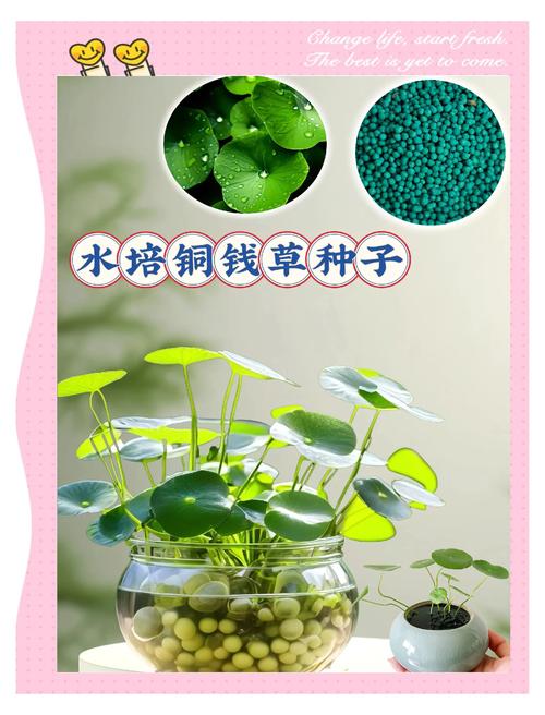 铜钱草水培方法,铜钱草水培方法全过程图-第8张图片-优品飞百科 铜钱草水培方法,铜钱草水培方法全过程图-第8张图片-优品飞百科