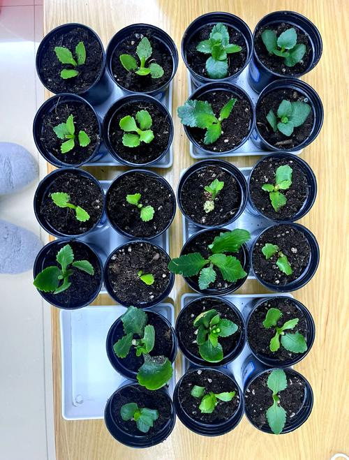 长寿花怎么繁殖，长寿花怎么繁殖什么季节比较好？