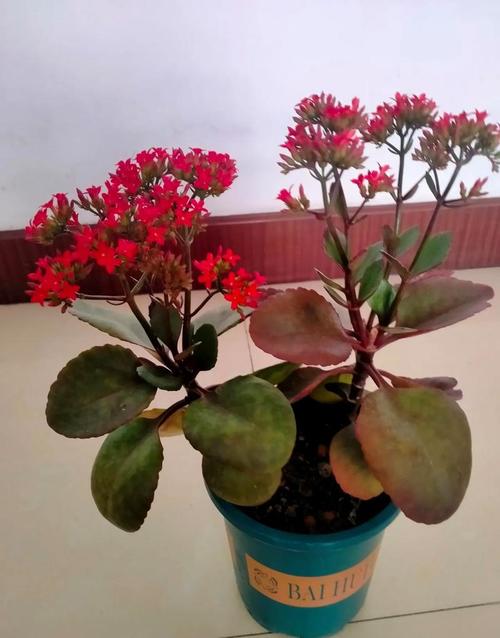 长寿花怎么繁殖,长寿花怎么繁殖什么季节比较好?-第2张图片-优品飞百科 长寿花怎么繁殖,长寿花怎么繁殖什么季节比较好?-第2张图片-优品飞百科