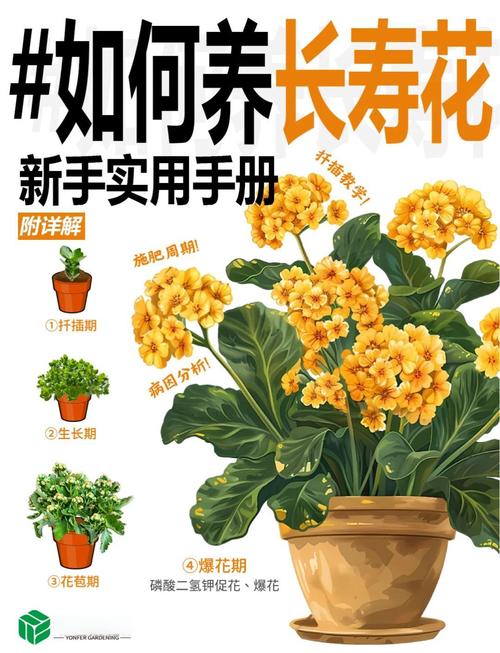 长寿花怎么繁殖,长寿花怎么繁殖什么季节比较好?-第3张图片-优品飞百科 长寿花怎么繁殖,长寿花怎么繁殖什么季节比较好?-第3张图片-优品飞百科