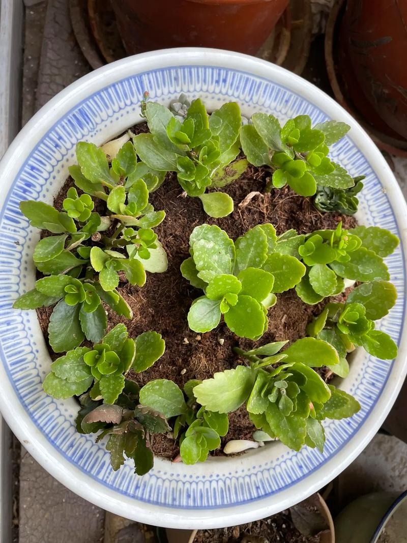 长寿花怎么繁殖,长寿花怎么繁殖什么季节比较好?-第4张图片-优品飞百科 长寿花怎么繁殖,长寿花怎么繁殖什么季节比较好?-第4张图片-优品飞百科