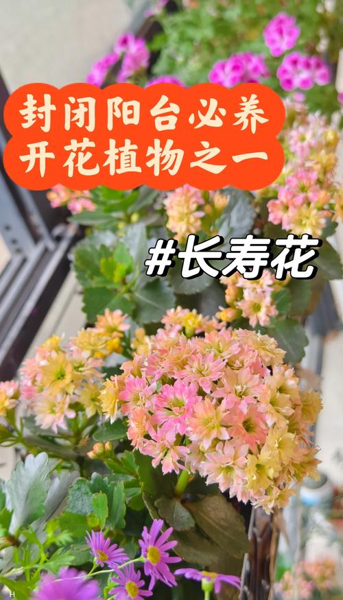 长寿花怎么繁殖,长寿花怎么繁殖什么季节比较好?-第6张图片-优品飞百科 长寿花怎么繁殖,长寿花怎么繁殖什么季节比较好?-第6张图片-优品飞百科