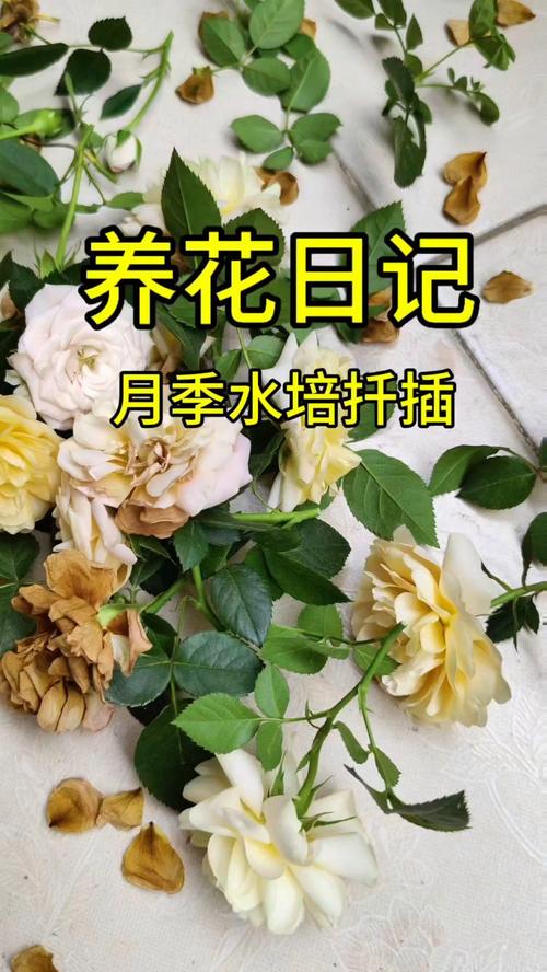 小月季什么时候扦插，小月季什么时候扦插成活率高