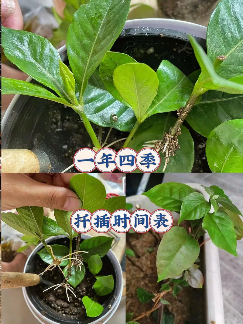 小月季什么时候扦插，小月季什么时候扦插成活率高-第3张图片-优品飞百科
