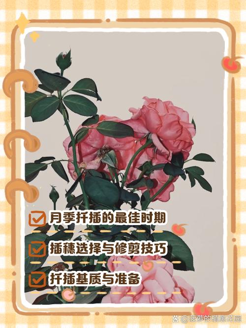 小月季什么时候扦插，小月季什么时候扦插成活率高-第4张图片-优品飞百科