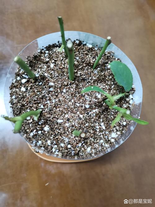 小月季什么时候扦插，小月季什么时候扦插成活率高-第5张图片-优品飞百科