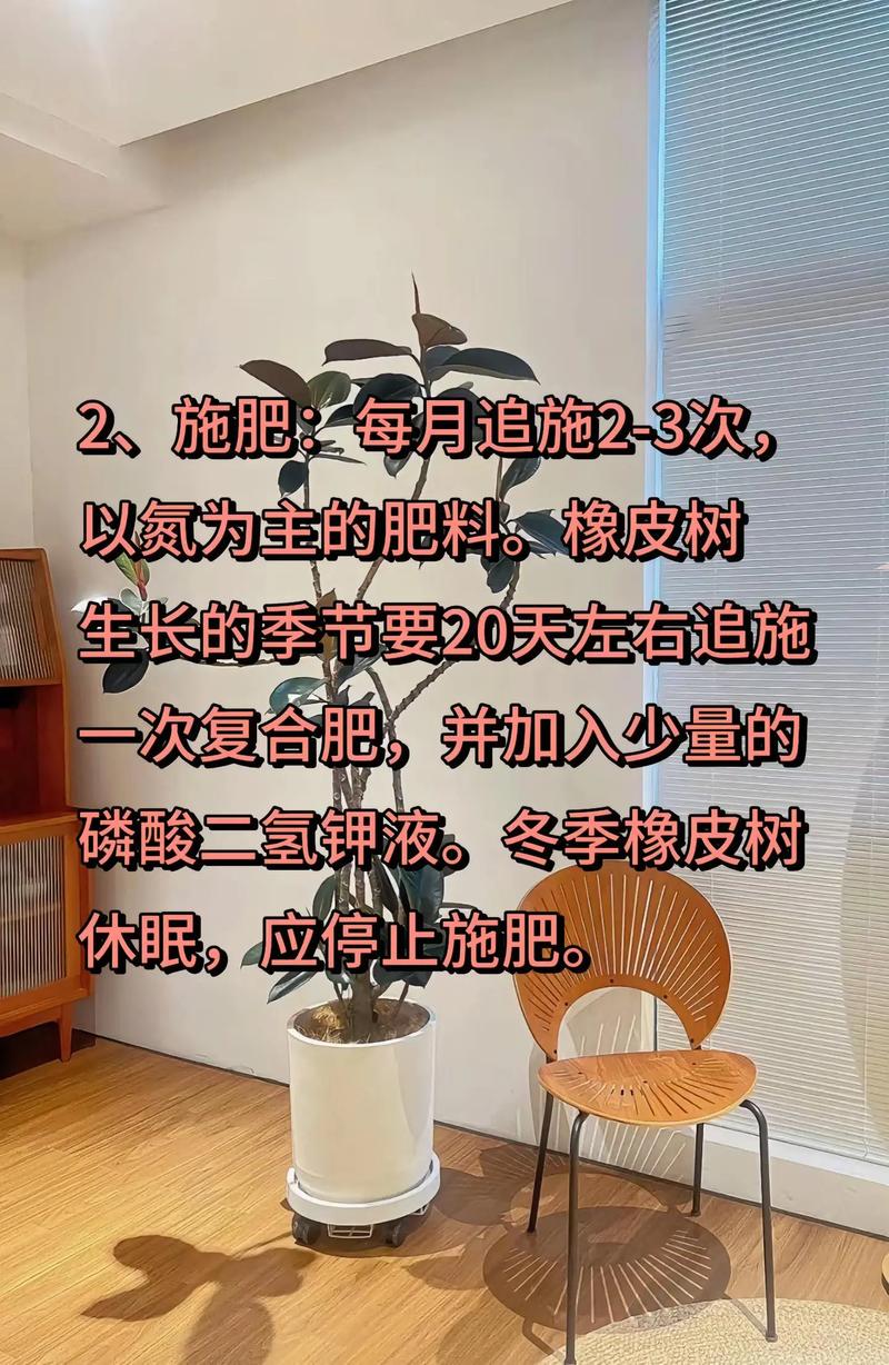 橡皮树怎么养长得快，请问橡皮树怎么养