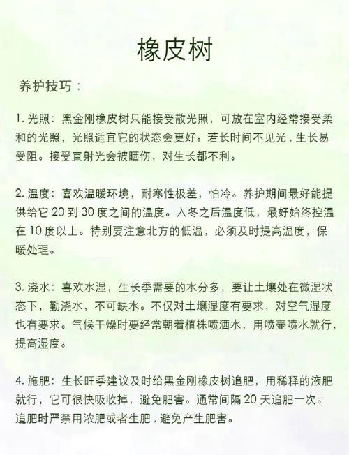 橡皮树怎么养长得快，请问橡皮树怎么养-第2张图片-优品飞百科