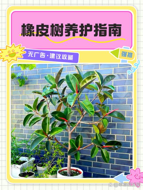 橡皮树怎么养长得快，请问橡皮树怎么养-第3张图片-优品飞百科