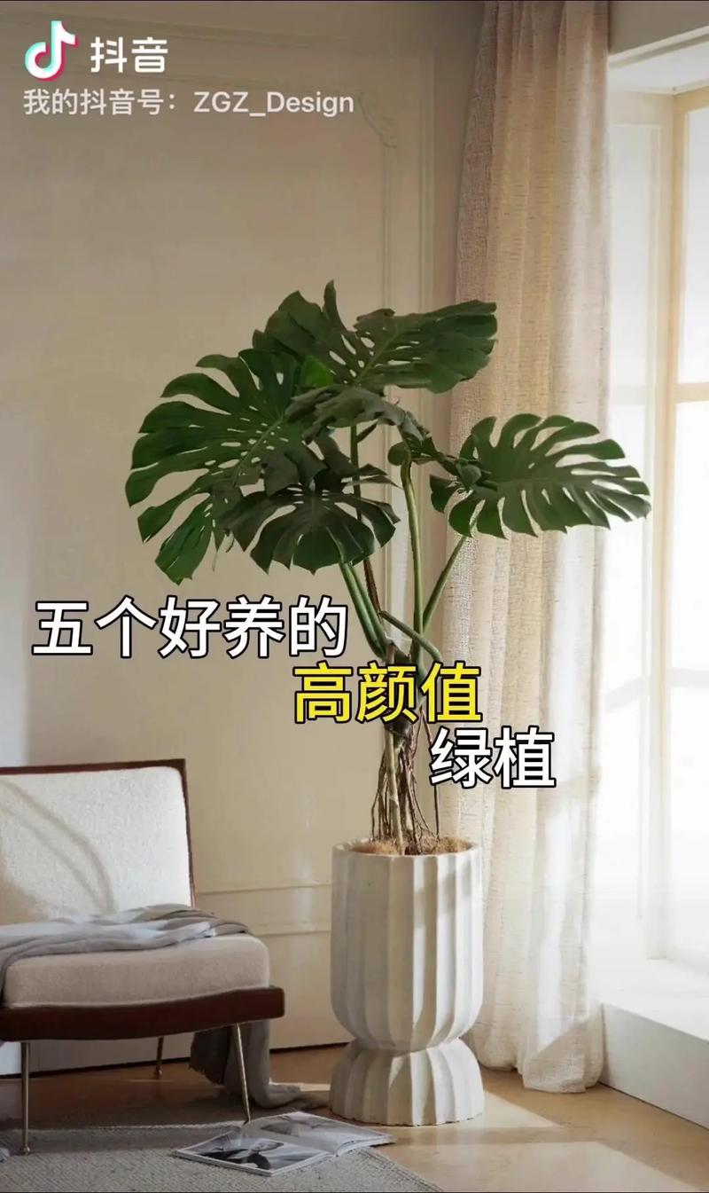 橡皮树怎么养长得快，请问橡皮树怎么养-第4张图片-优品飞百科