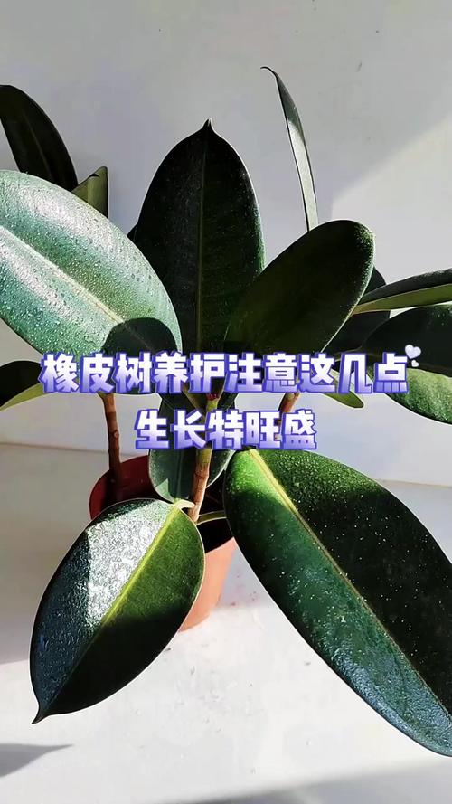 橡皮树怎么养长得快，请问橡皮树怎么养-第5张图片-优品飞百科