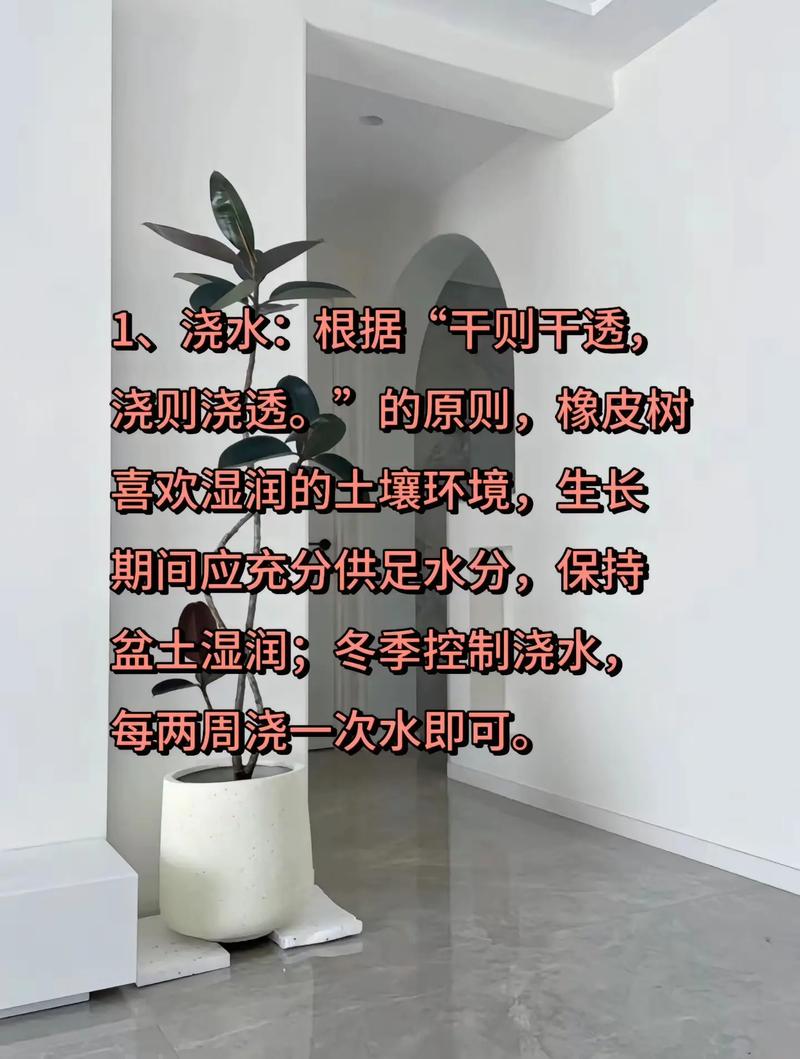 橡皮树怎么养长得快，请问橡皮树怎么养-第6张图片-优品飞百科