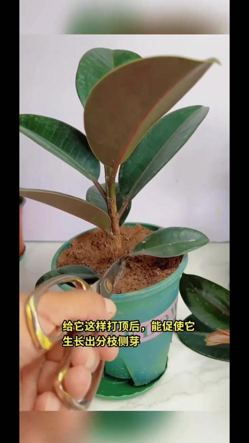 橡皮树怎么养长得快，请问橡皮树怎么养-第7张图片-优品飞百科