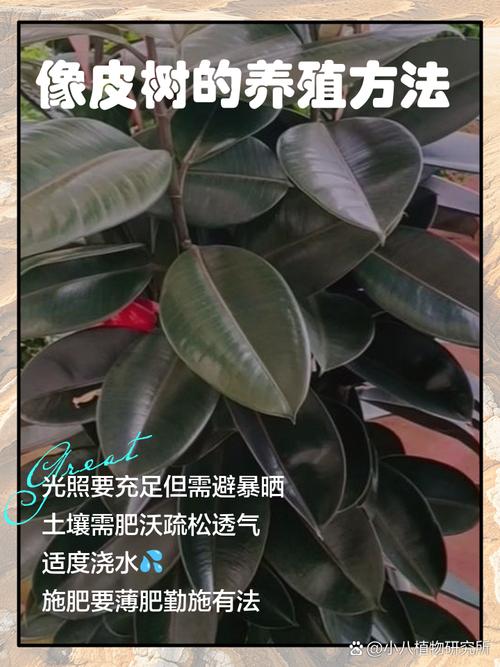 橡皮树怎么养长得快，请问橡皮树怎么养-第8张图片-优品飞百科