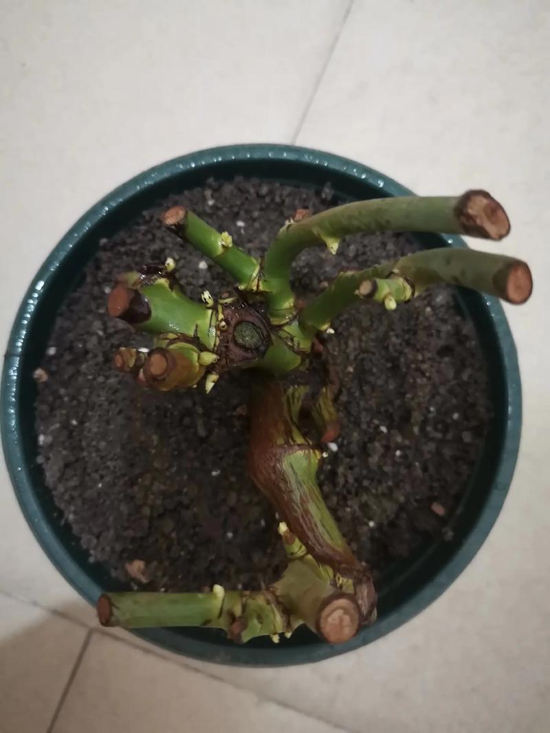 玫瑰花发芽了怎么处理，玫瑰花发芽了又枯萎了如何补救？